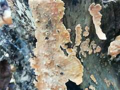 Peniophora incarnata