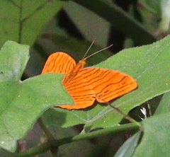 Chersonesia intermedia