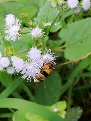 Palpada pusilla