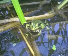 Pelophylax lessonae