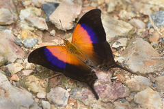 Marpesia furcula