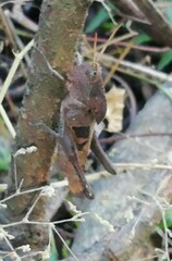 Xyleus discoideus