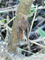 Xyleus discoideus