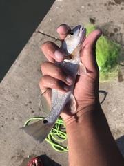 Sciaenops ocellatus