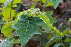 Leptostemonum