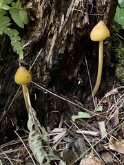 Entoloma luteum