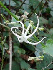 Rytidostylis gracilis