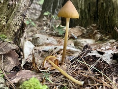 Entoloma luteum