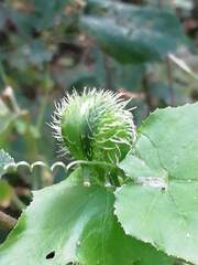 Rytidostylis gracilis