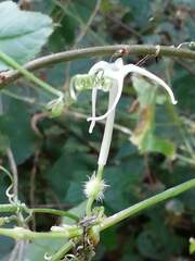 Rytidostylis gracilis