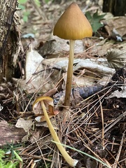 Entoloma luteum