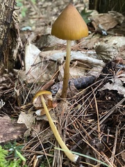 Entoloma luteum