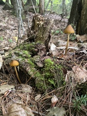 Entoloma luteum