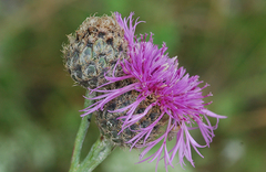 Centaurea scabiosa
