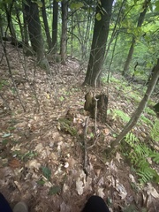 Entoloma luteum