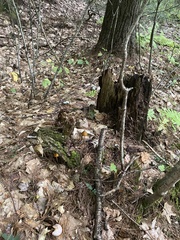 Entoloma luteum