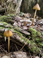 Entoloma luteum