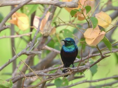 Cinnyris bifasciatus