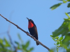 Chalcomitra senegalensis