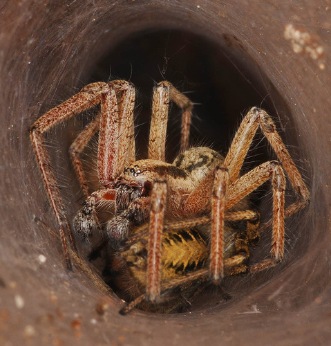 Labirintinis Piltuvininkas nuotrauka