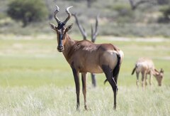 Alcelaphus buselaphus caama