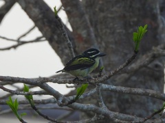 Pogoniulus bilineatus