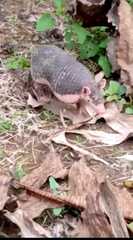 Cabassous unicinctus