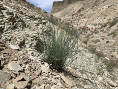 Stephanomeria tenuifolia