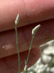 Stephanomeria tenuifolia
