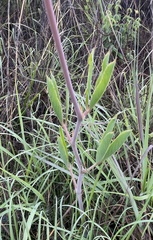 Cyphostemma
