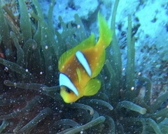 Amphiprion bicinctus