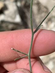 Stephanomeria tenuifolia