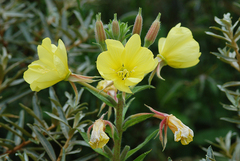 Oenothera