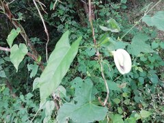 Centrosema sagittatum