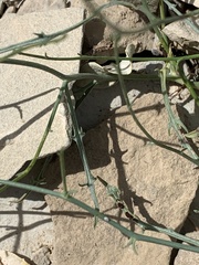 Stephanomeria tenuifolia
