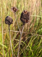 Rudbeckia texana