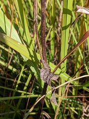Rudbeckia texana