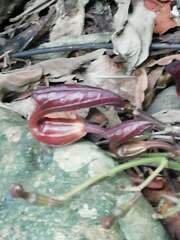 Aristolochia maxima