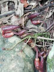 Aristolochia maxima