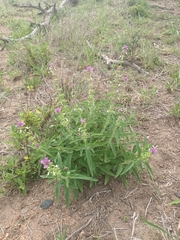 Syncolostemon bracteosus