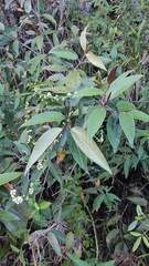 Varronia curassavica