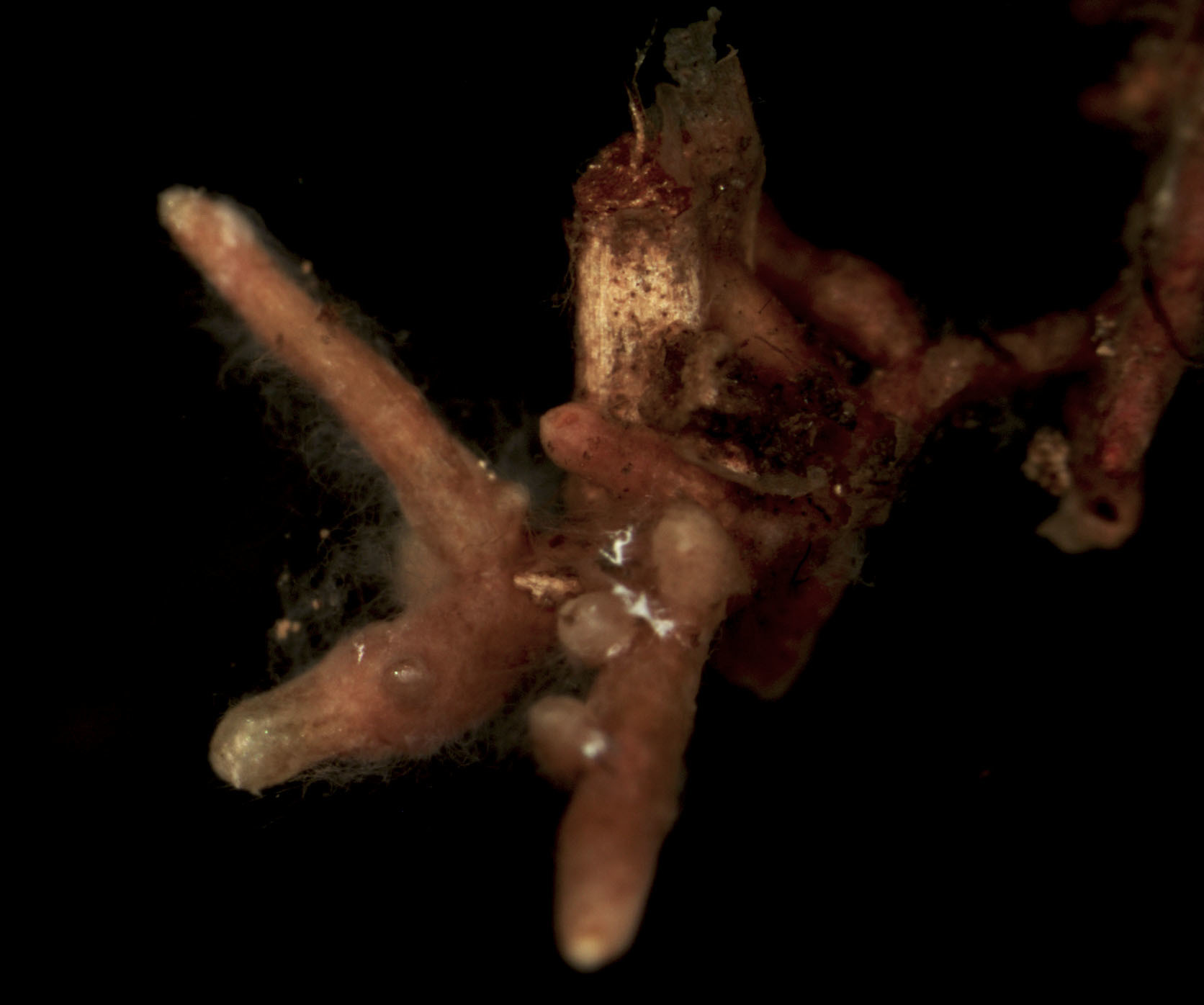 Tylospora fibrillosa image