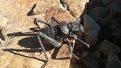 Hetrodes pupus