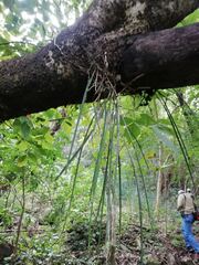 Brassavola cucullata