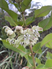 Asclepiadinae
