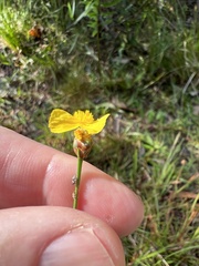 Xyris elliottii