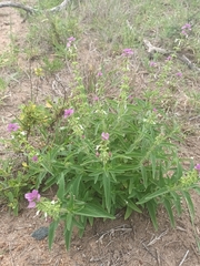 Syncolostemon bracteosus