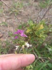 Syncolostemon bracteosus