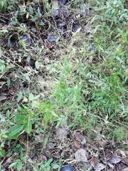 Dichanthelium latifolium