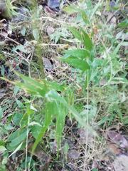 Dichanthelium latifolium